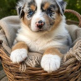 Maverick - Blue merle male Australian Shepherd puppy in Irmo, South Carolina from Triple S Farms