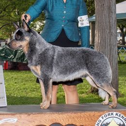 Whiskey  - Australian Cattle Dog
