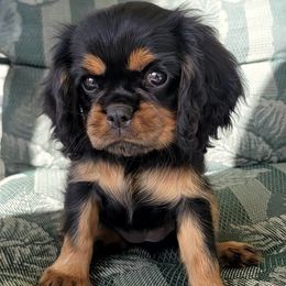 Buttercup - Black and tan female Cavalier King Charles Spaniel puppy in Nipomo, California from Central Coast Standard Poodles & Cavaliers