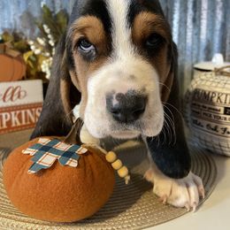 Basset Hound Puppies from Rain and Snow Bassets