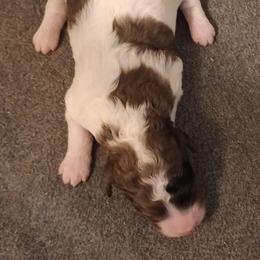 Boy two - Parti male Poodle puppy in East Providence, Rhode Island from Marta's Cavaliers