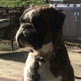 Zeppelin - Boxer