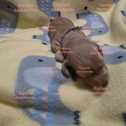 Purple girl - Cream female Dachshund puppy in Sour Lake, Texas from Rigdon's dachshunds