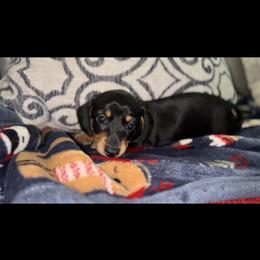 Black and Cream Female 1 - Black and tan female Dachshund puppy in Blackstone, Virginia from Cheyenne's Dachshunds