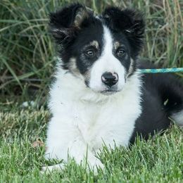 Border Collie Puppies from MoonStar Farm