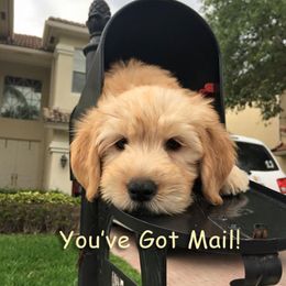 "English Goldendoodle Puppy from Moss Creek Goldendoodles" Goldendoodle and Schnoodle Puppies from Moss Creek Goldendoodles