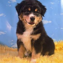 Dewey - Black tri-color male Australian Shepherd puppy in Waddell, Arizona from Winsome Aussies