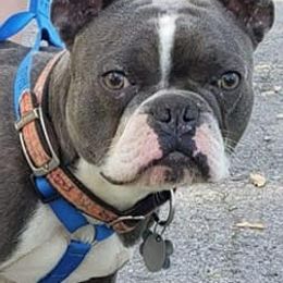 Boston Terriers from USA Boston Terriers