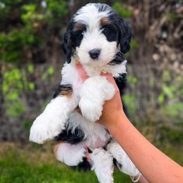 Cherry - Tri-color female Bernedoodle puppy in Moses Lake, Washington from Macy Meadows Doodles