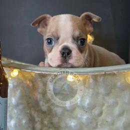 Sam Adams - male Boston Terrier puppy in Columbia Falls, Montana from Glacier Bark Boston Terriers
