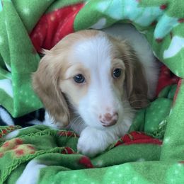 Dachshund Puppies from Haven Ridge Doxies