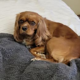 Tuscany - Cavalier King Charles Spaniel