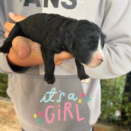 Leia - Black female Goldendoodle puppy in Willits, California from Big Island Goldendoodles