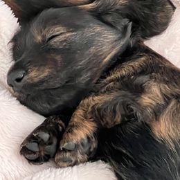 Dachshund Puppies from Texas Tiny Tales