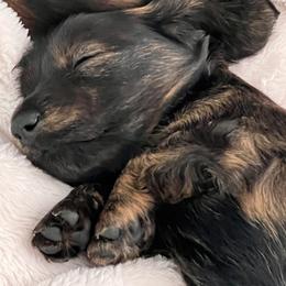 Dachshund Puppies from Texas Tiny Tales
