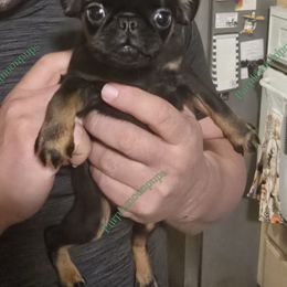 Boy 1 - Black and tan male Brussels Griffon puppy in Burton, Michigan from Purple Moon Pups