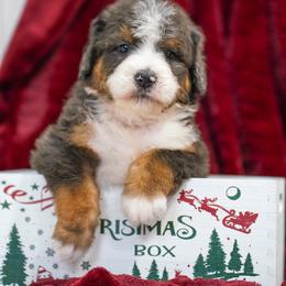 Heber - Merle male Bernedoodle puppy in Dundee, Ohio from Down Home Doodle