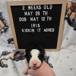 Iris - Black and white female Border Collie puppy in Chariton, Iowa from Kickin It Acres BCs