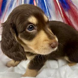 Toby - Chocolate and cream male Dachshund puppy in Mesquite, Texas from AB Dachshund