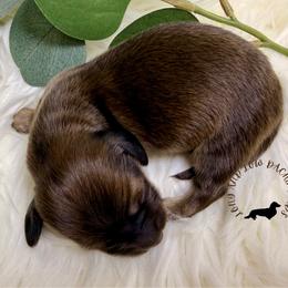 Shaded Red - Red female Dachshund puppy in Nampa, Idaho from Long_and_Low_Dachshunds