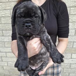 Zee - Fawn brindle female Bullmastiff puppy in South Attleboro, Massachusetts from Bessettes Bullies