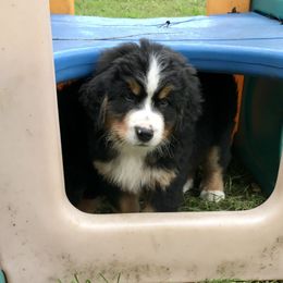Bernese Mountain Dog Puppies from Must B Buffalo Berners