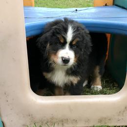 Bernese Mountain Dog Puppies from Must B Buffalo Berners
