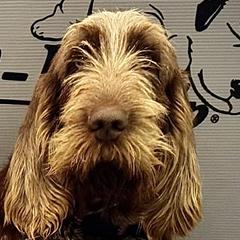 Darleen - Spinone Italiano
