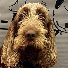 Darleen - Spinone Italiano
