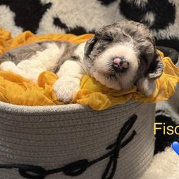 Fischer - Merle male Bernedoodle puppy in Coopersburg, Pennsylvania from Deutsch Hund Haus