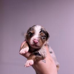 Aster AKC - Blue merle male Australian Shepherd puppy in Orlando, Florida from Skaky Shepherds