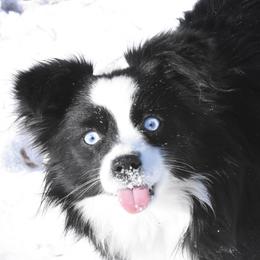 Spanky - Toy Australian Shepherd