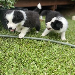Border Collie puppies from Blue Ginger Border Collies