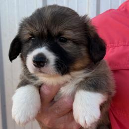 Sapphire - Blue Collar Male - Sable male Pembroke Welsh Corgi puppy in Victoria, Texas from Clear Creek Corgis