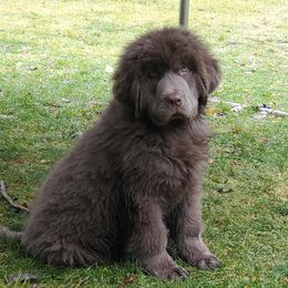 Goldendoodles and Newfoundlands from Deep Canyon Puppies