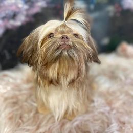 Muno - Shih Tzu