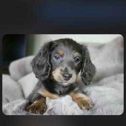 Bella - Blue and tan female Dachshund puppy in Chillicothe, Ohio from Brittney's Dachshunds