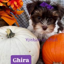 Ghira - Parti female Yorkshire Terrier puppy in Syracuse, Utah from Yorkies in Utah