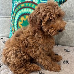 Orange Collar - Apricot male Goldendoodle puppy in Waterford, California from Windy Hill Doodles