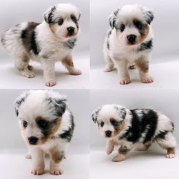 Blue Merle female - Blue merle female Toy Australian Shepherd puppy in Brooker, Florida from Honey, I Shrunk the Aussies