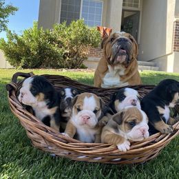"Dude x Maya" Bulldog Puppies from Wellington Bulldogs