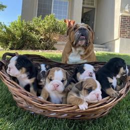 "Dude x Maya" Bulldog Puppies from Wellington Bulldogs