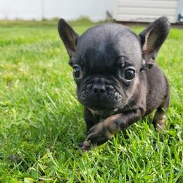 Milo - Black and tan male French Bulldog puppy in Berlin, New Jersey from Jersey French Bulldogs