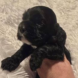 Silk - Black female Cocker Spaniel puppy in Florence, South Carolina from Reddick's American Cocker Spaniels