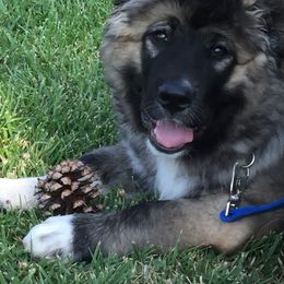 Caucasian Shepherd Dog Puppies from Sila V Krovi