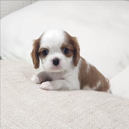 Charlie - Blenheim male Cavalier King Charles Spaniel puppy in Binger, Oklahoma from King of the Hill Cavaliers