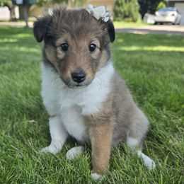 Missy - Sable and white female Shetland Sheepdog puppy in Wapello, Iowa from Willow Rayne shelties and more