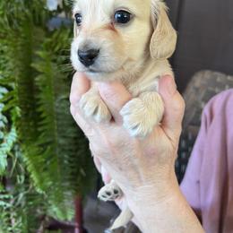 Boy 1 - Cream male Dachshund puppy in Gouverneur, New York from Dack Dachshunds