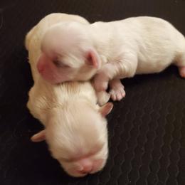 Shih Tzu Puppies from Trinity Shihtzu's So Calif
