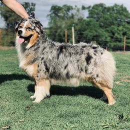 Australian Shepherd All Grown Up from Kade’s Stock Dogs